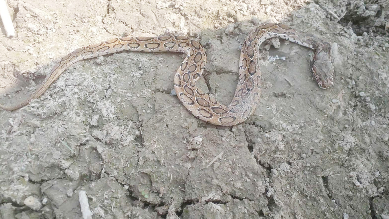 রাজবাড়ীতে রাসেলস ভাইপারের কামড়ে কৃষকের মৃত্যু